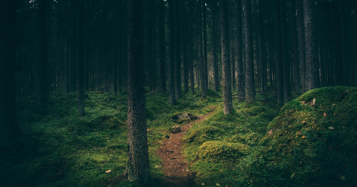 Skogen er en fin plass for aktivitetstilpasning